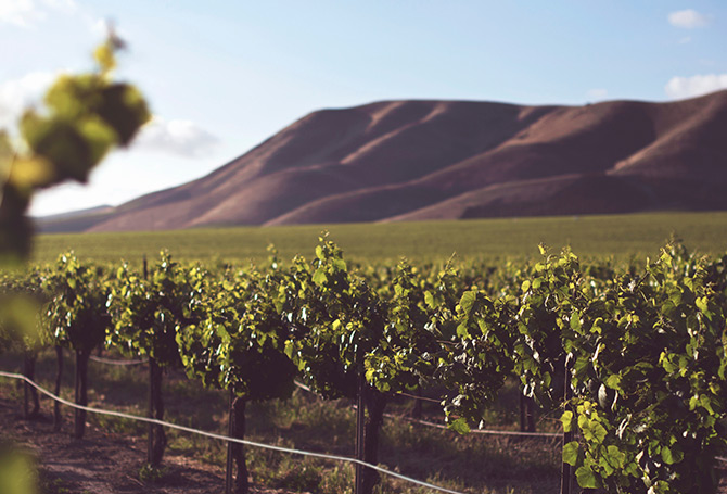 Wine Spots Santa Barbara County vineyard