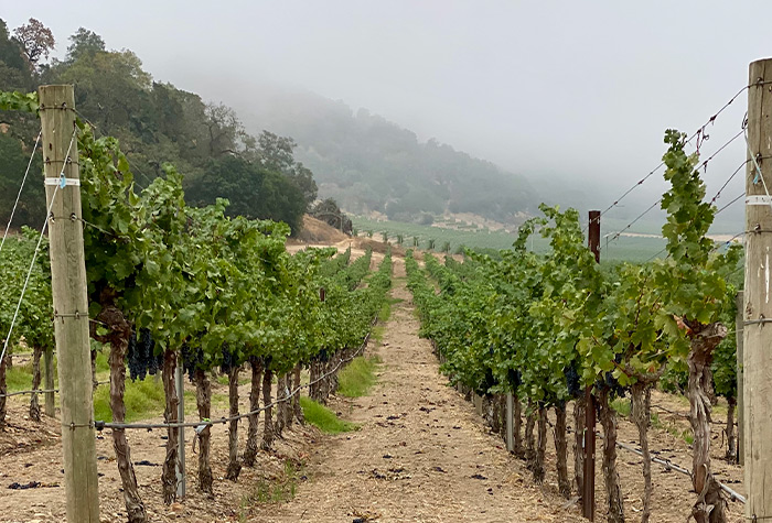 Wine Spots Sonoma County vineyard