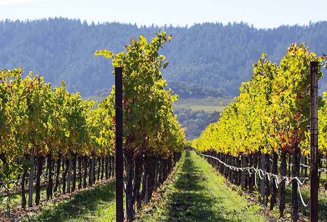 Wine Spots Napa Valley vineyard