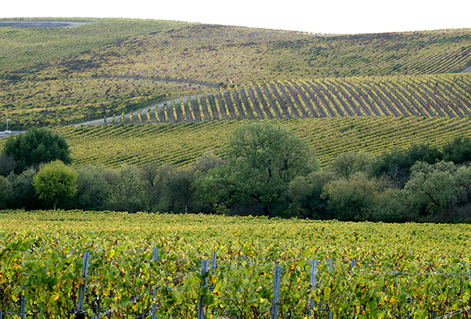 Wine Spots Sonoma Coast vineyards