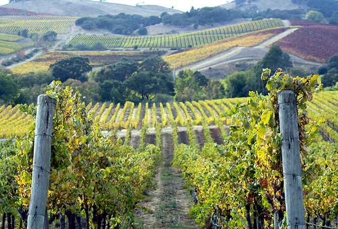 Wine Spots Sonoma County vineyards