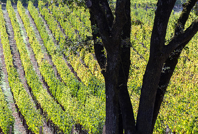 Wine Spots South Australia vineyards